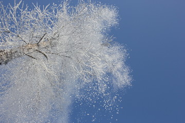 雾淞 雪景 冰天雪地 奇观 玉