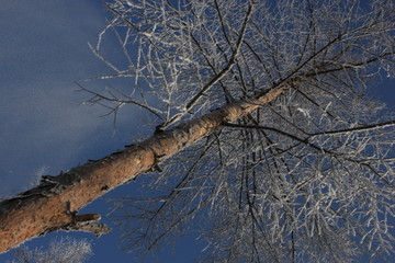 雾淞 雪景 冰天雪地 奇观 玉