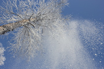 雾淞 雪景 冰天雪地 奇观 玉