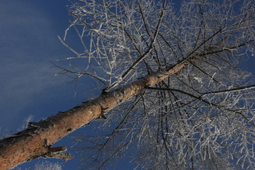 雾淞 雪景 冰天雪地 奇观 玉