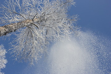 雾淞 雪景 冰天雪地 奇观 玉