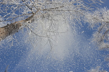 雾淞 雪景 冰天雪地 奇观 玉