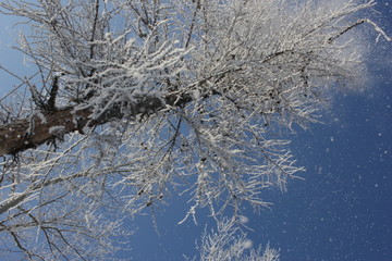 雾淞 雪景 冰天雪地 奇观 玉