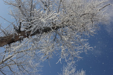 雾淞 雪景 冰天雪地 奇观 玉