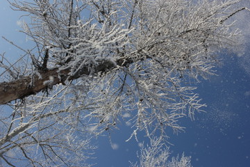 雾淞 雪景 冰天雪地 奇观 玉