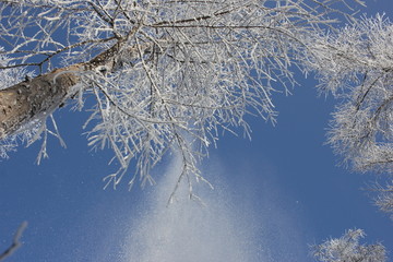 雾淞 雪景 冰天雪地 奇观 玉