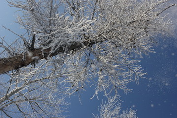 雾淞 雪景 冰天雪地 奇观 玉