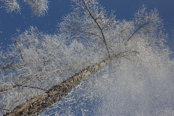 雾淞 雪景 冰天雪地 奇观 玉