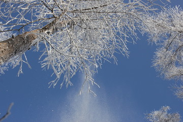 雾淞 雪景 冰天雪地 奇观 玉