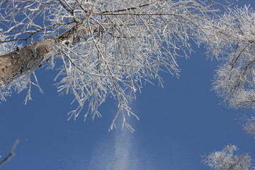 雾淞 雪景 冰天雪地 奇观 玉