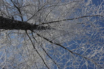 雾淞 雪景 冰天雪地 奇观 玉