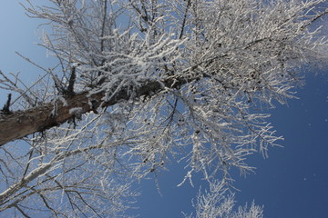 雾淞 雪景 冰天雪地 奇观 玉