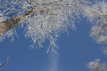 雾淞 雪景 冰天雪地 奇观 玉