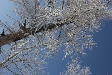 雾淞 雪景 冰天雪地 奇观 玉