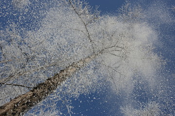 雾淞 雪景 冰天雪地 奇观 玉