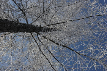 雾淞 雪景 冰天雪地 奇观 玉