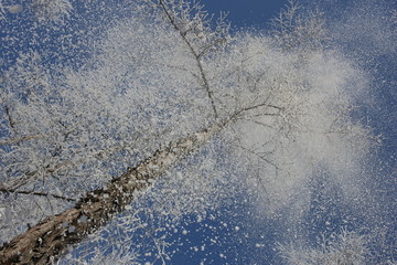 雾淞 雪景 冰天雪地 奇观 玉