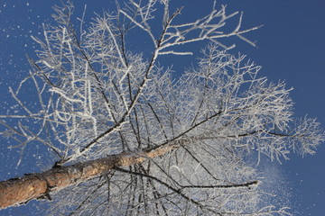 雾淞 雪景 冰天雪地 奇观 玉