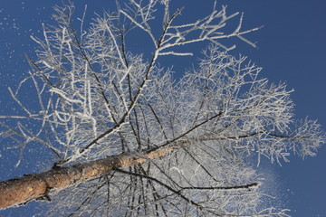 雾淞 雪景 冰天雪地 奇观 玉