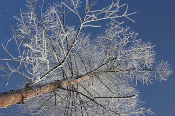 雾淞 雪景 冰天雪地 奇观 玉