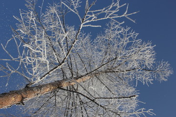 雾淞 雪景 冰天雪地 奇观 玉