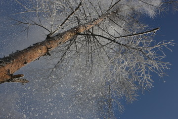 雾淞 雪景 冰天雪地 奇观 玉