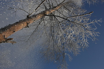 雾淞 雪景 冰天雪地 奇观 玉