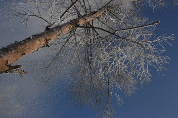 雾淞 雪景 冰天雪地 奇观 玉