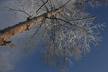 雾淞 雪景 冰天雪地 奇观 玉