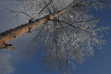 雾淞 雪景 冰天雪地 奇观 玉