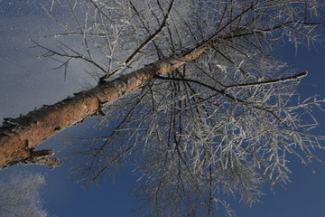 雾淞 雪景 冰天雪地 奇观 玉