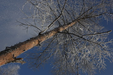 雾淞 雪景 冰天雪地 奇观 玉