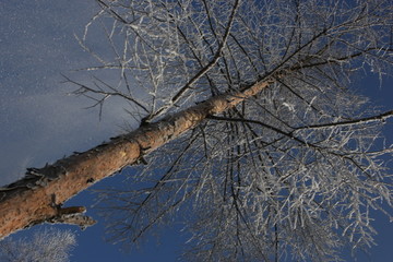 雾淞 雪景 冰天雪地 奇观 玉