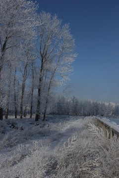 雾淞 雪景 冰天雪地 奇观 玉