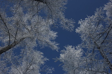 雾淞 雪景 冰天雪地 奇观 玉