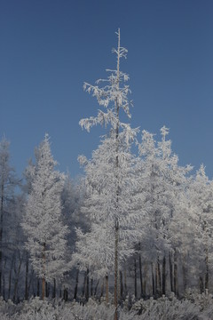 雾淞 雪景 冰天雪地 奇观 玉