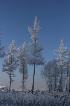 雾淞 雪景 冰天雪地 奇观 玉