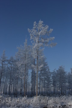 雾淞 雪景 冰天雪地 奇观 玉