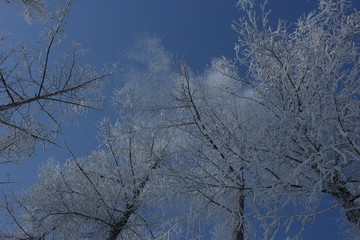 雾淞 雪景 冰天雪地 奇观 玉