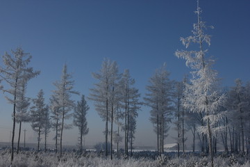 雾淞 雪景 冰天雪地 奇观 玉