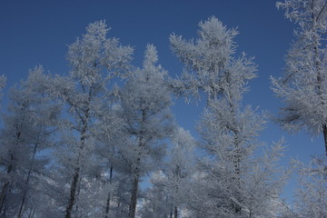 雾淞 雪景 冰天雪地 奇观 玉