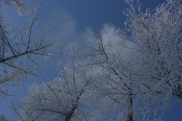 雾淞 雪景 冰天雪地 奇观 玉