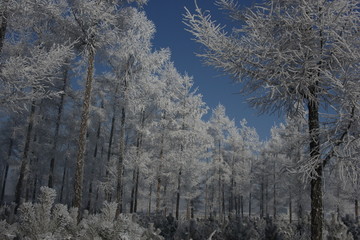 雾淞 雪景 冰天雪地 奇观 玉