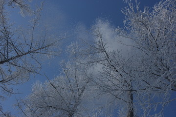 雾淞 雪景 冰天雪地 奇观 玉