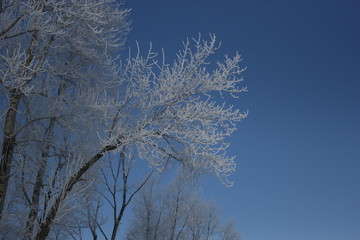 雾淞 雪景 冰天雪地 奇观 玉