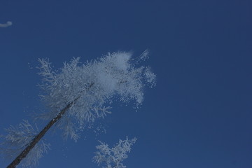 雾淞 雪景 冰天雪地 奇观 玉