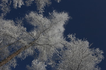 雾淞 雪景 冰天雪地 奇观 玉