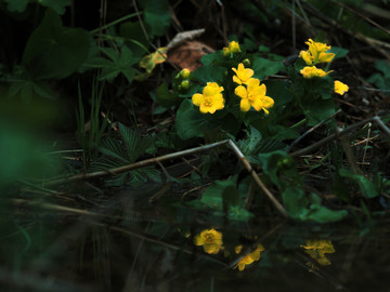 林中水边的野花