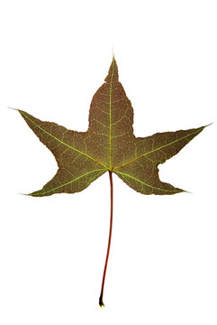 槭樹楓樹高清紅色樹葉