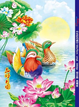 鴛鴦 花好月圓